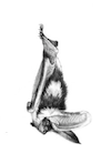 Pencil drawing of a spotted bat in side view.